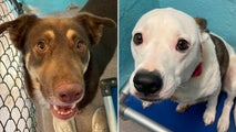 Dog lovers across three states work together to save pups after Texas floods